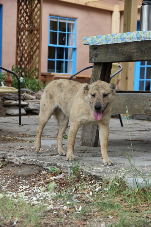 Nala during the Mentor Training, 2013