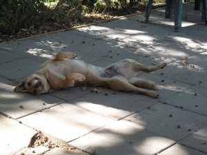 Nala during the Tracking Project staff retreat, 2012