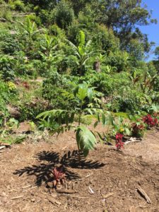 The ‘ulu tree 2017