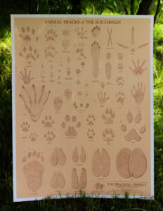 Animal Tracks of the Southwest