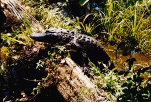 Everglades Alligator 1998