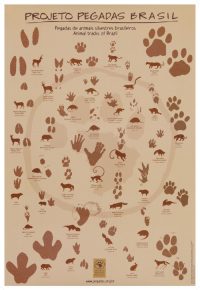 Tracks of Brasil Poster-Med